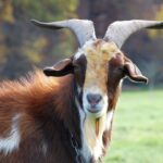 300+ Goat Name Ideas Classic to Quirky