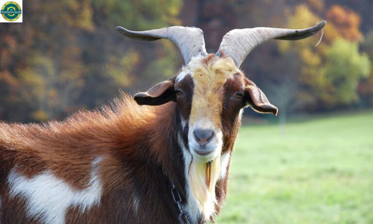 300+ Goat Name Ideas Classic to Quirky