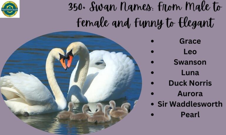 350+ Swan Names From Male to Female and Funny to Elegant