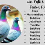 600+ Cute & Catchy Pigeon Names [Perfect Ideas for Your Flocks]