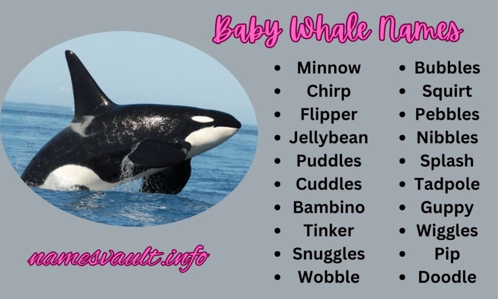 Baby Whale Names