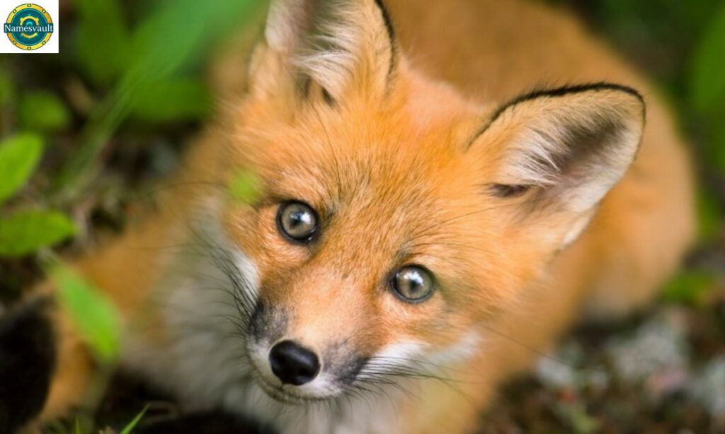 Creative Nicknames for Foxes
