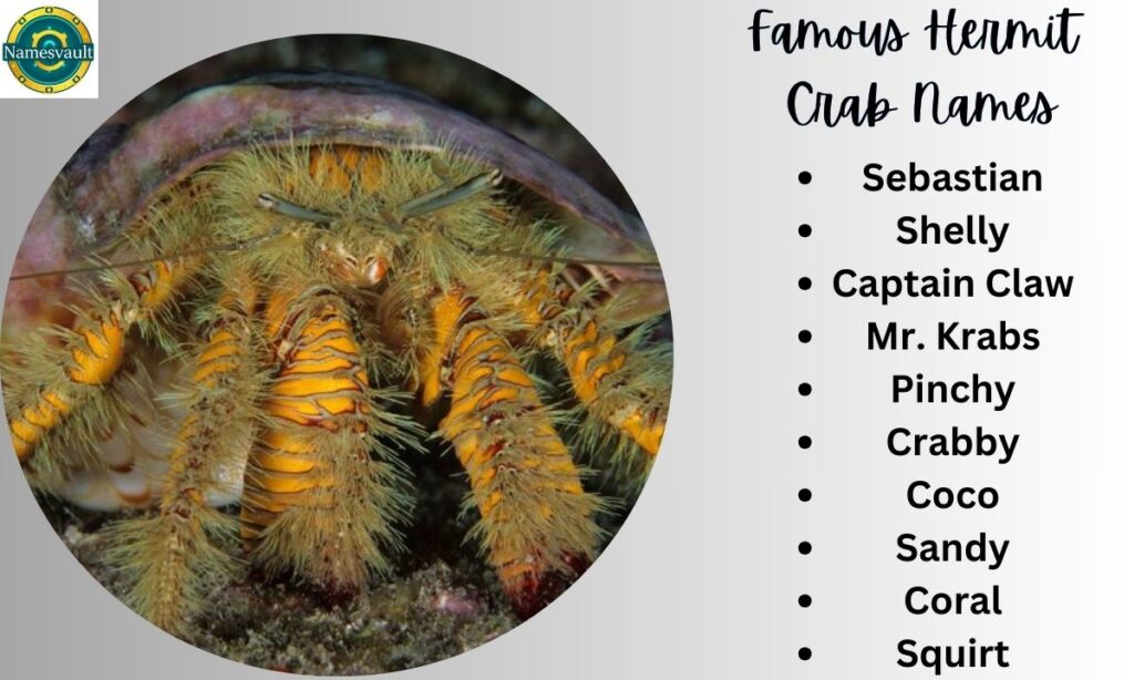 Famous Hermit Crab Names