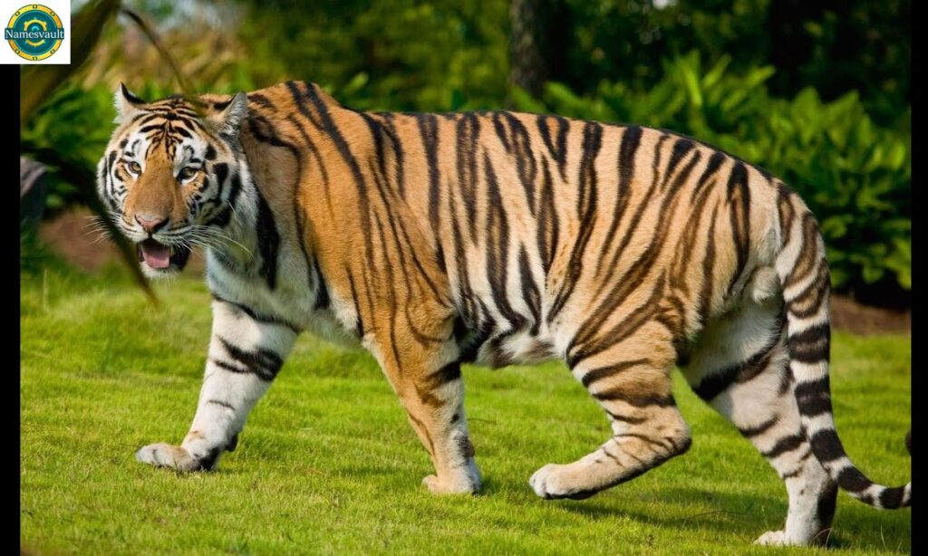Legendary and Famous Tiger Names
