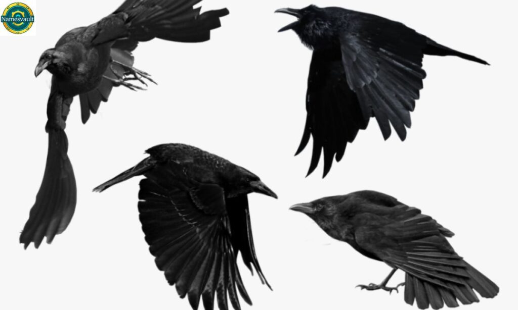 Names for Crows by Culture