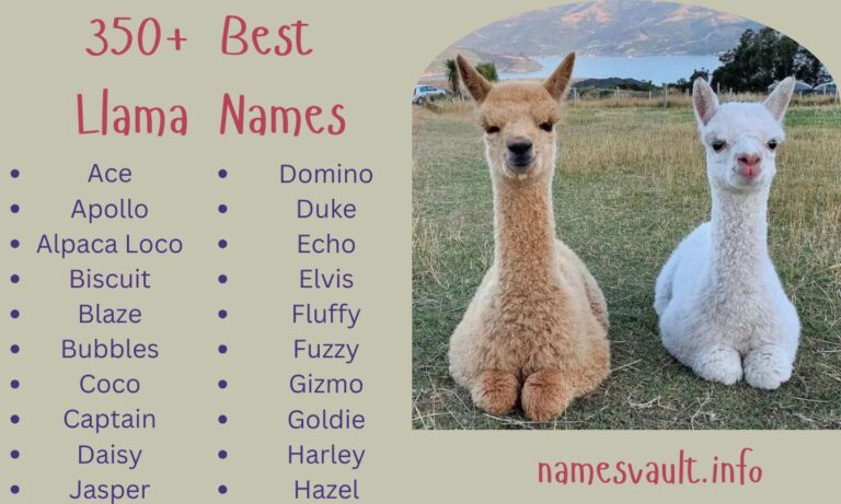 350+ Best Llama Names Cute, Funny, Unique, and Popular Choices