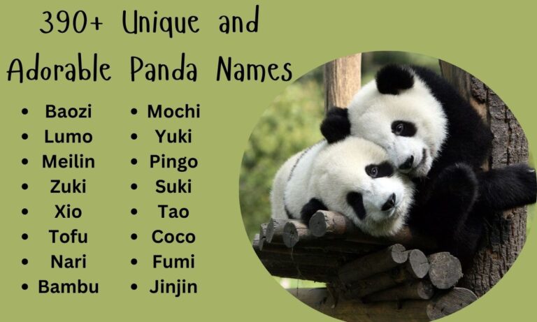 390+ Unique and Adorable Panda Names Comprehensive Guid