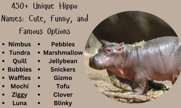 450+ Unique Hippo Names Cute, Funny, and Famous Options