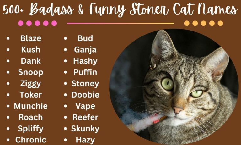 500+ Badass & Funny Stoner Cat Names for Your Chill Feline