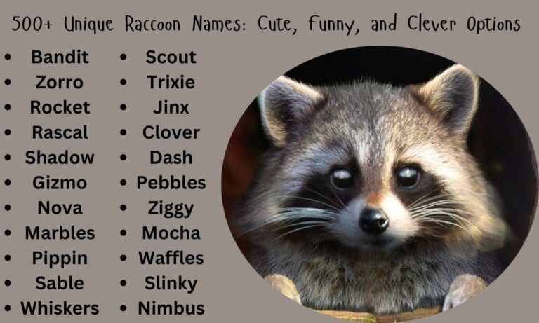 500+ Unique Raccoon Names Cute, Funny, and Clever Options