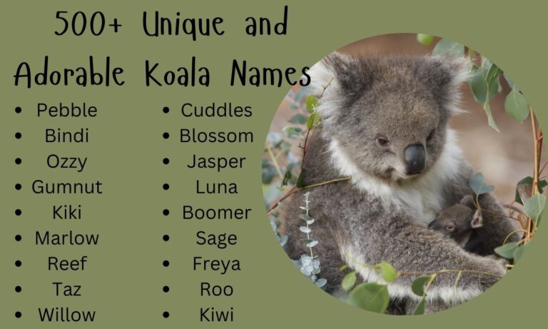 500+ Unique and Adorable Koala Names The Ultimate Guide