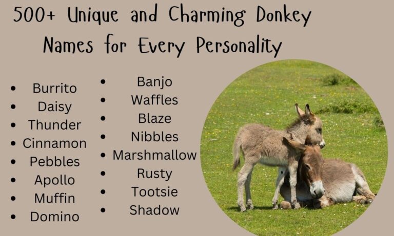 500+ Unique and Charming Donkey Names for Every Personality