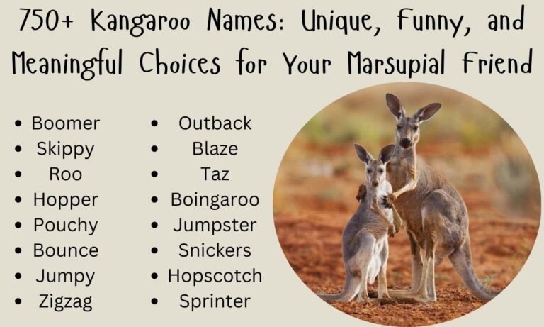 750+ Kangaroo Names Unique, Funny, and Meaningful Choices for Your Marsupial Friend