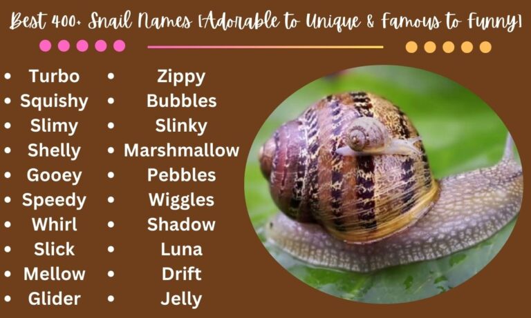 Best 400+ Snail Names [Adorable to Unique & Famous to Funny]