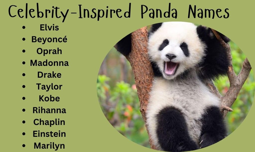 Celebrity-Inspired Panda Name