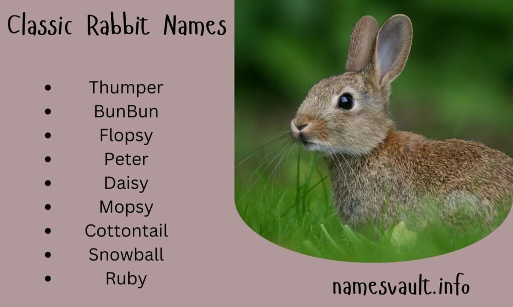 Classic Brown Rabbit Names