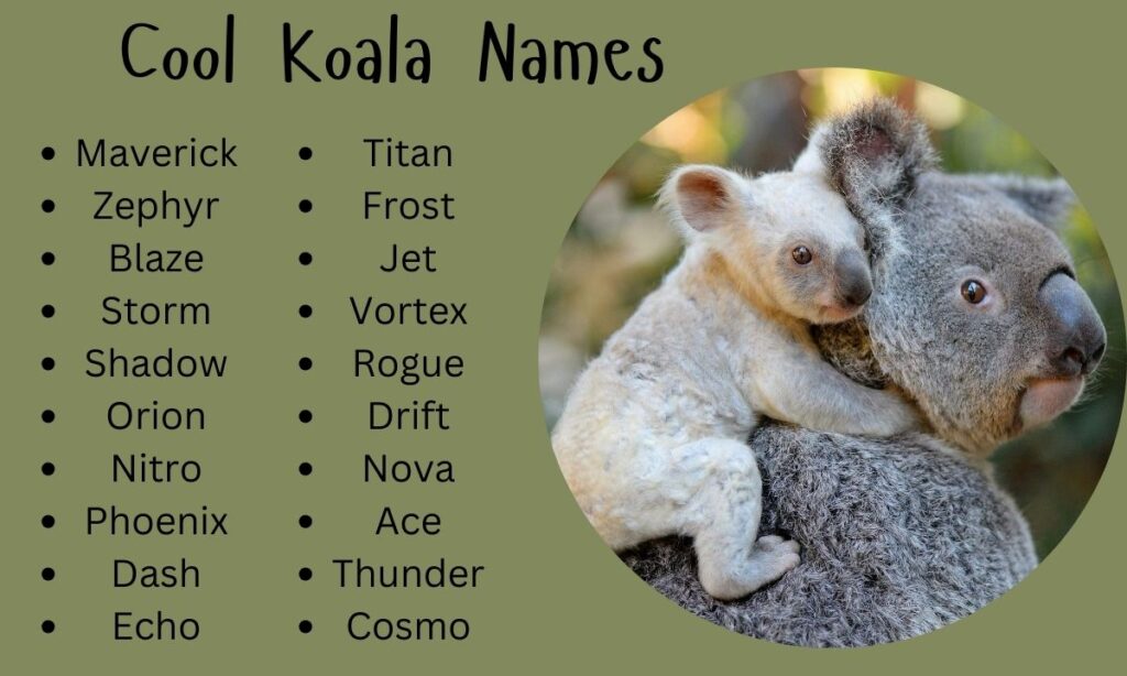 Cool Koala Names