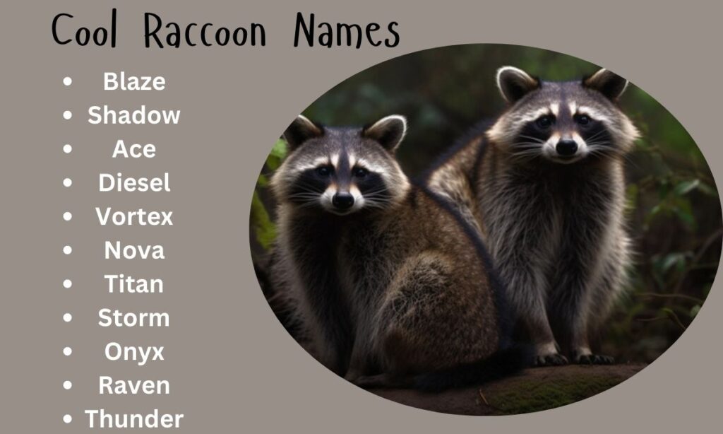 Cool Raccoon Names