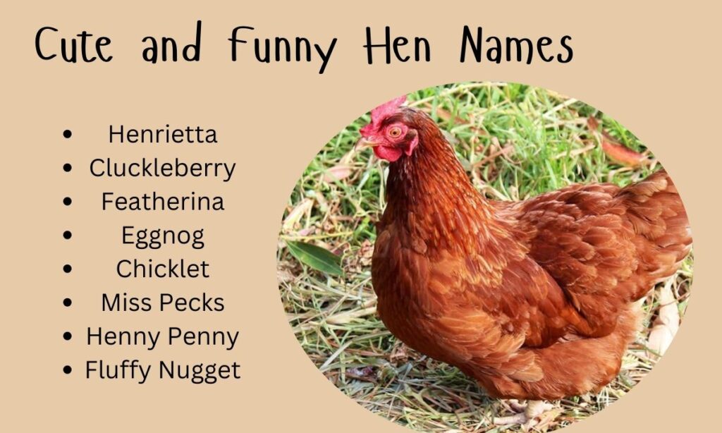 Cute and Funny Hen Names