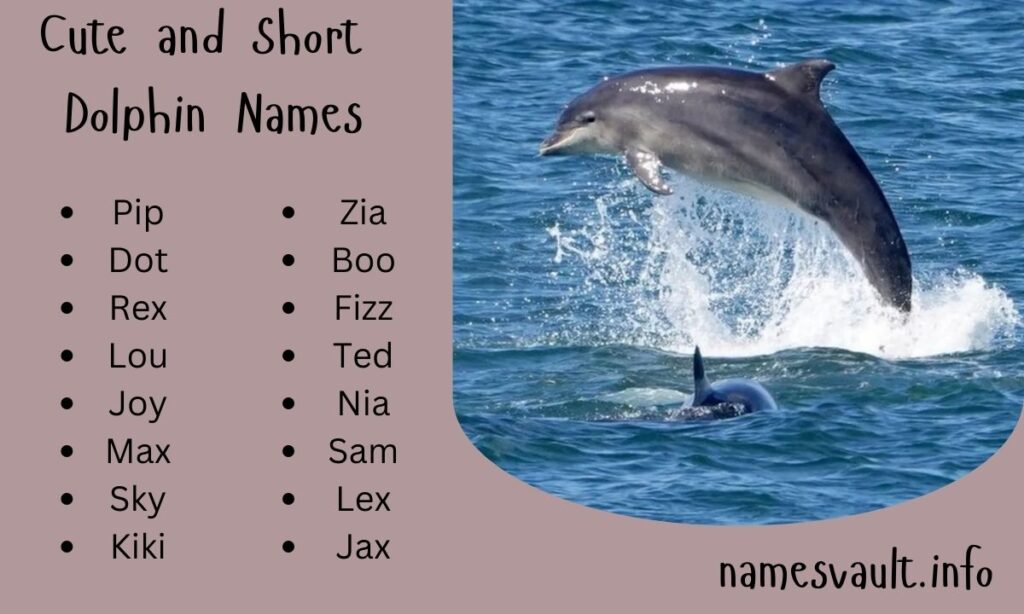 Cute and Short Dolphin Names