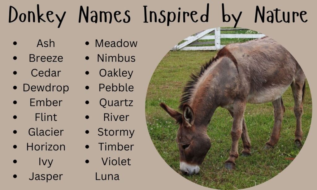 Donkey Names Inspired by Nature