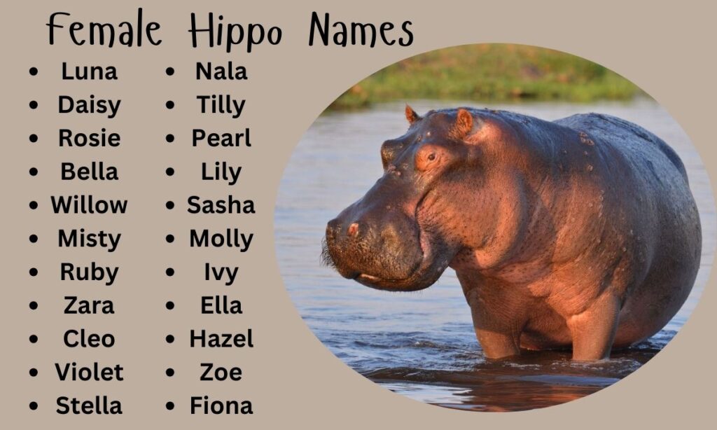 Female Hippo Names