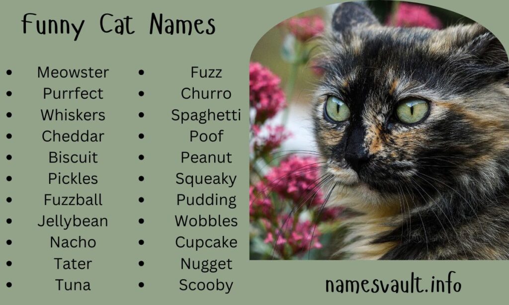 Funny Cat Names