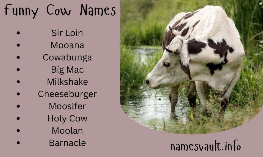 Funny Cow Names