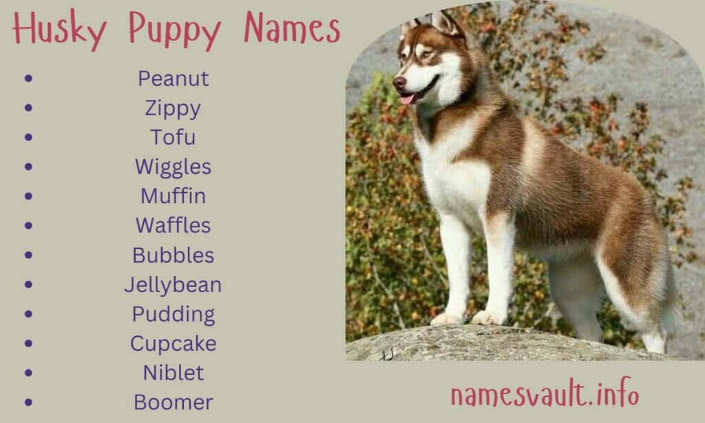 Husky Puppy Names