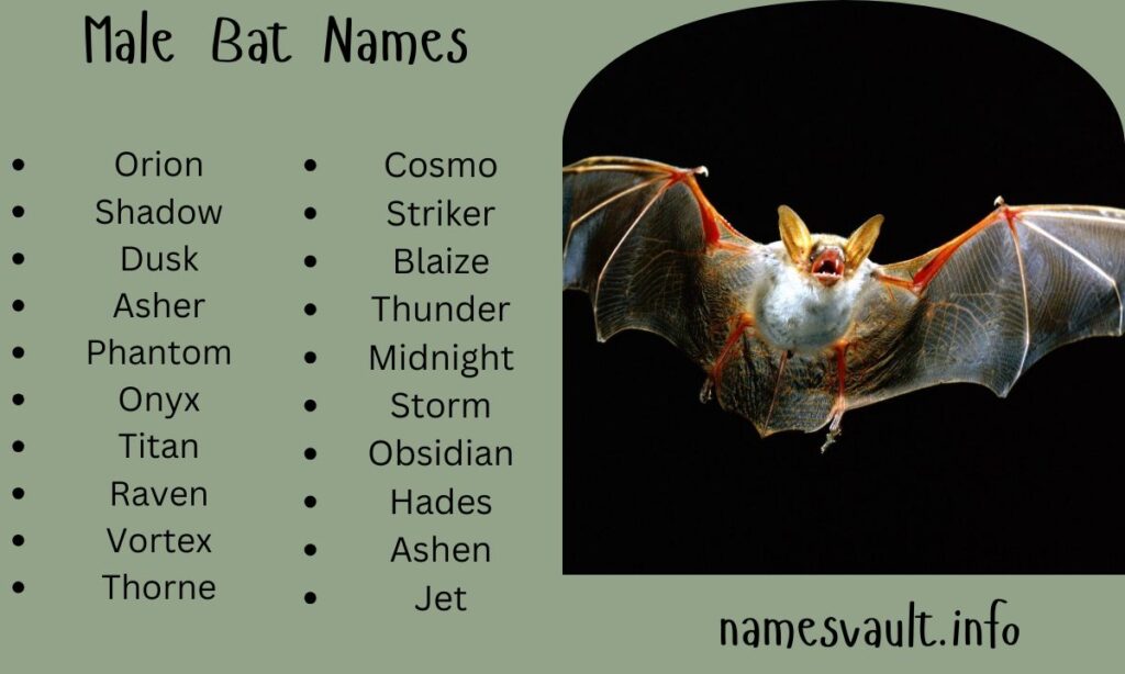 Male Bat Names