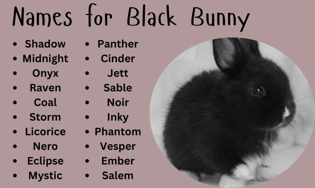 Names for Black Bunny