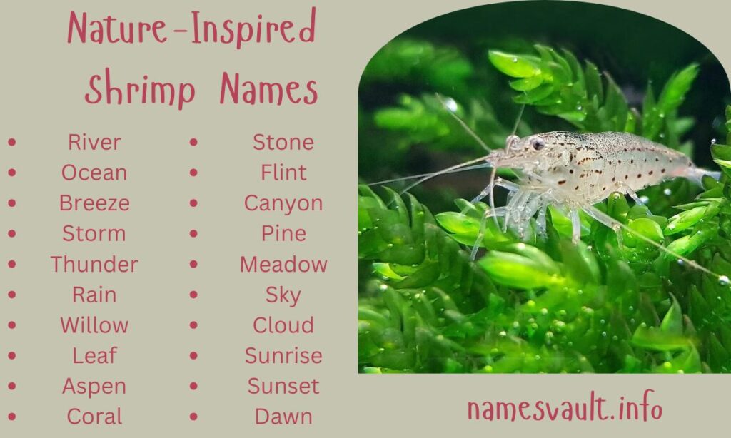 Nature-Inspired Shrimp Names