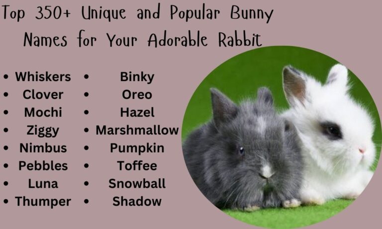 Top 350+ Unique and Popular Bunny Names for Your Adorable Rabbit