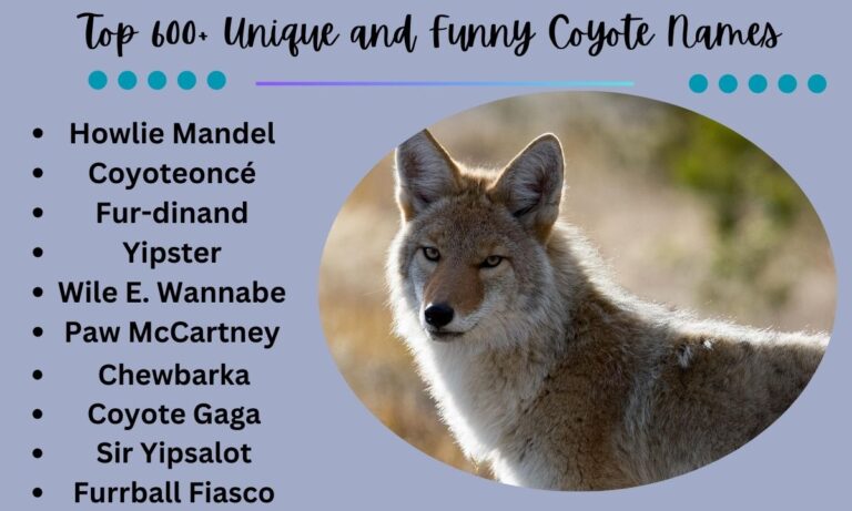 Top 600+ Unique and Funny Coyote Names [Best Ideas]