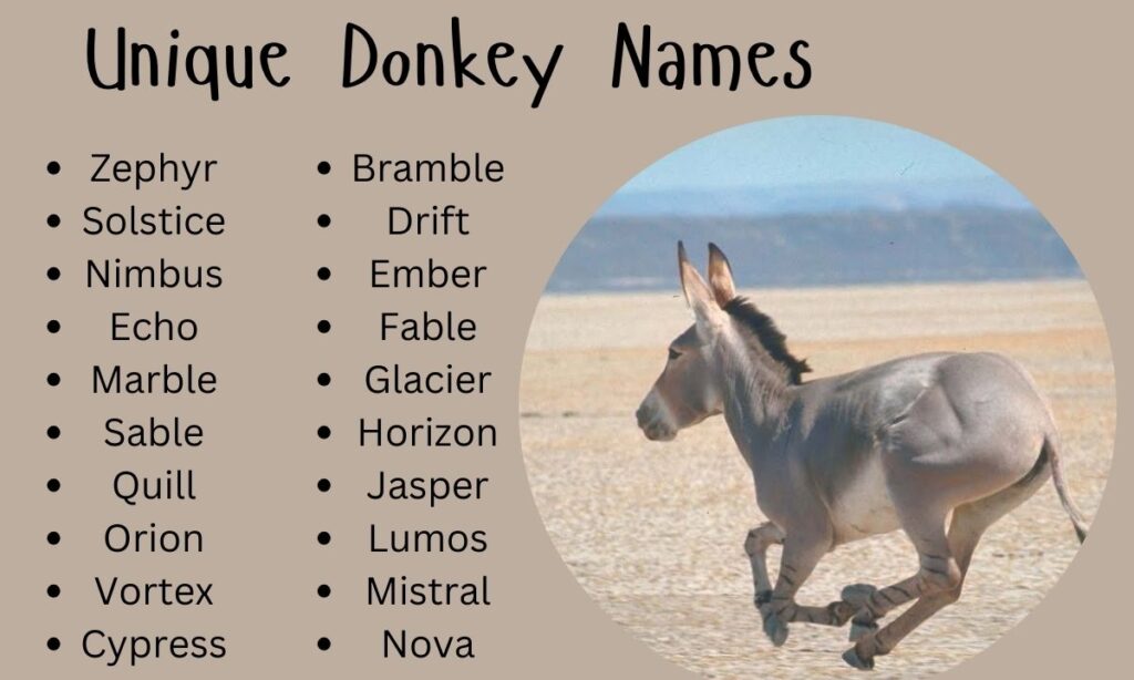 Unique Donkey Names