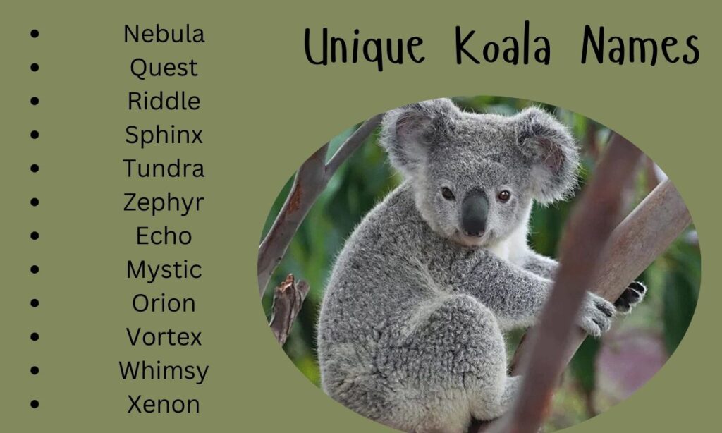 Unique Koala Names