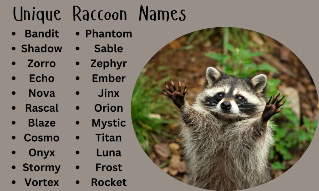 Unique Raccoon Names