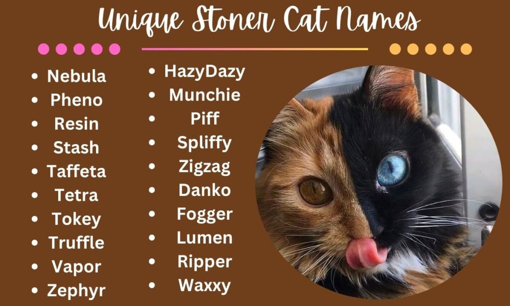 Unique Stoner Cat Names