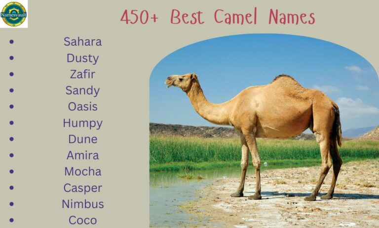 450+ Best Camel Names Arabic, Desert-Inspired, Funny, Cute & More