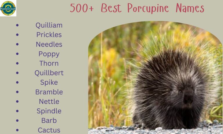 500+ Best Porcupine Names Cute, Funny, and Unique Ideas