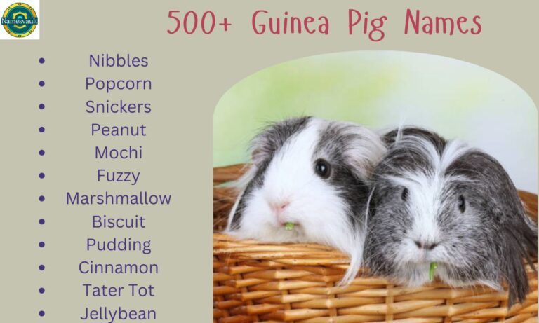 500+ Unique and Adorable Guinea Pig Names for Every Personality