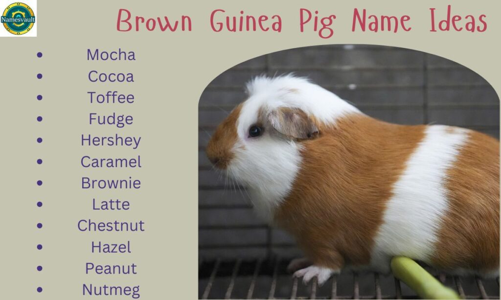 Brown Guinea Pig Name Ideas