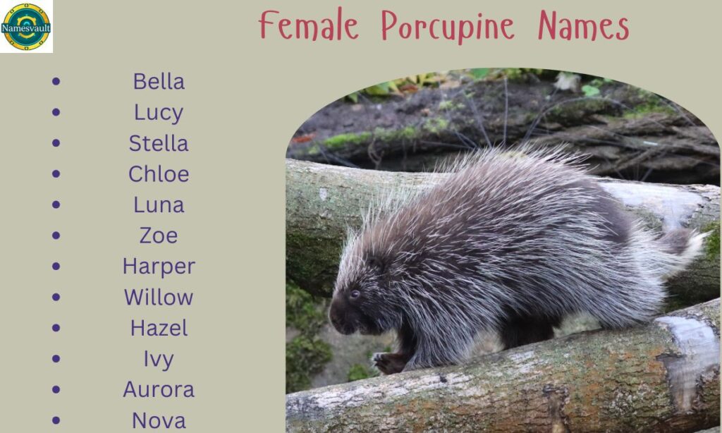 Female Porcupine Names
