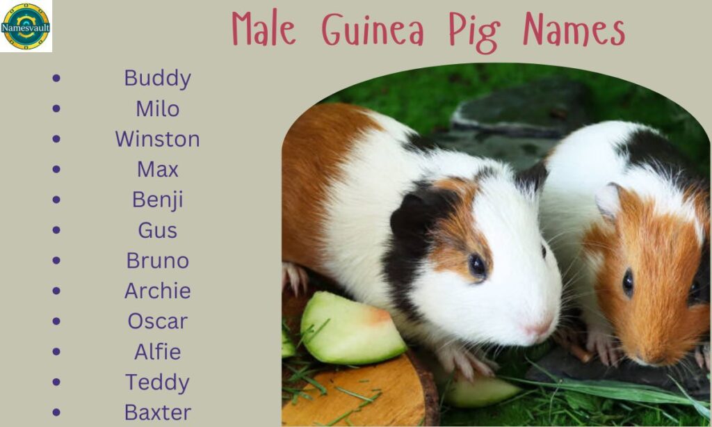 Male Guinea Pig Names